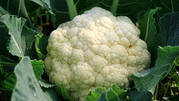 花椰菜覆膜