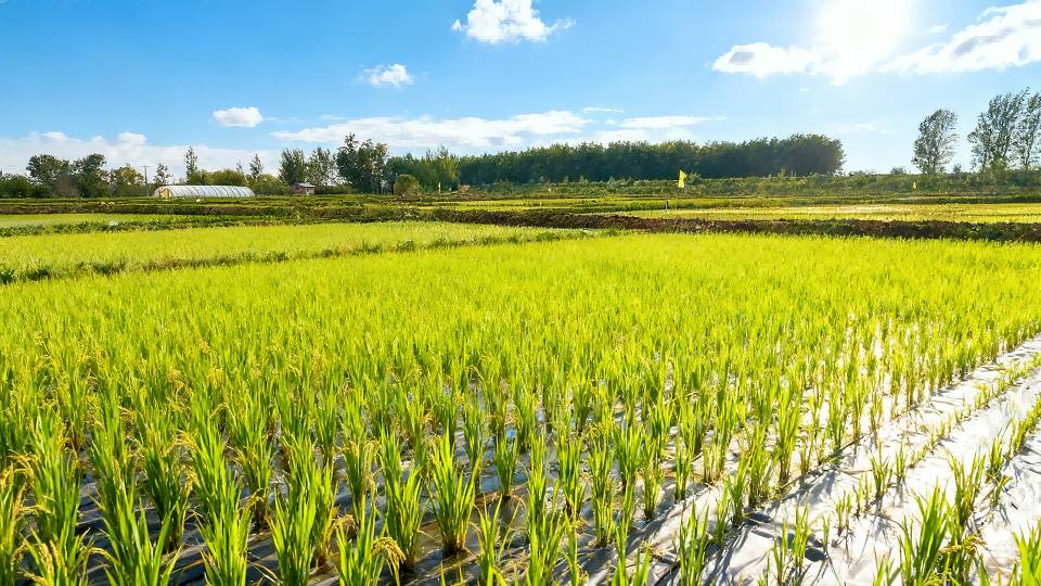 水稻覆膜