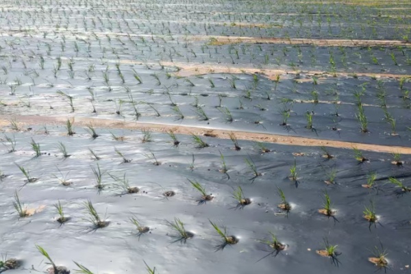 从塑料污染到绿色农业：PBAT地膜在水稻覆膜种植中的应用实践