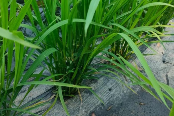 睿安集团全生物降解地膜，水稻覆膜种植技术的田间真实反馈   