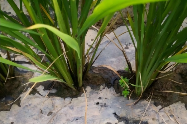 为什么有些可降解塑料地膜写着“可降解”，却三年不烂？