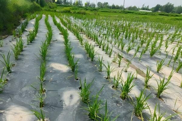 水稻覆膜播种是否增加种植成本？值不值？