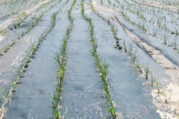 降解地膜覆膜厚度会不会影响降解效果？&mdash;&mdash;睿安集团的实际看法