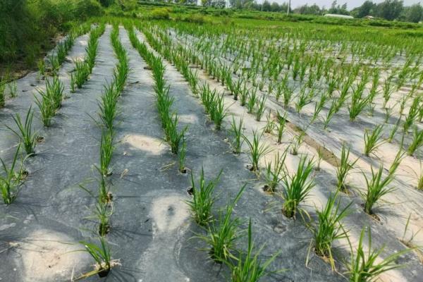 高韧性 PBAT降解地膜：睿安集团对农业覆膜&ldquo;抗撕裂&rdquo;的现实解法